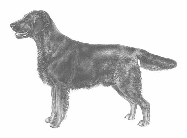 Cobrador de Pelo Liso