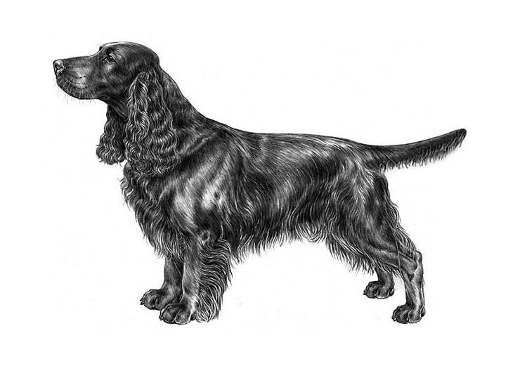 Field Spaniel Field Spaniel