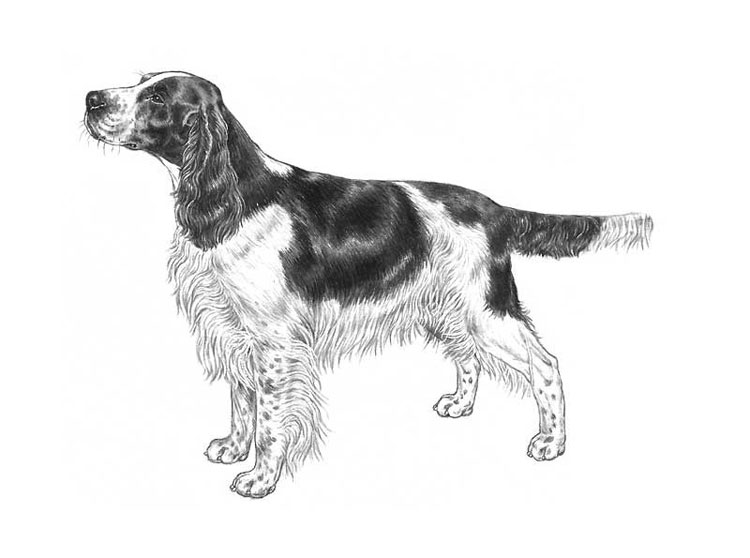 Springer Spaniel Inglés