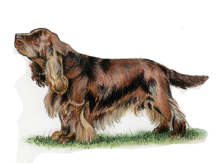 Sussex Spaniel
