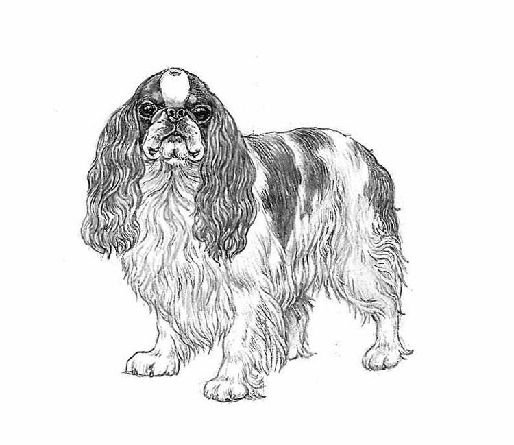 King Charles Spaniel