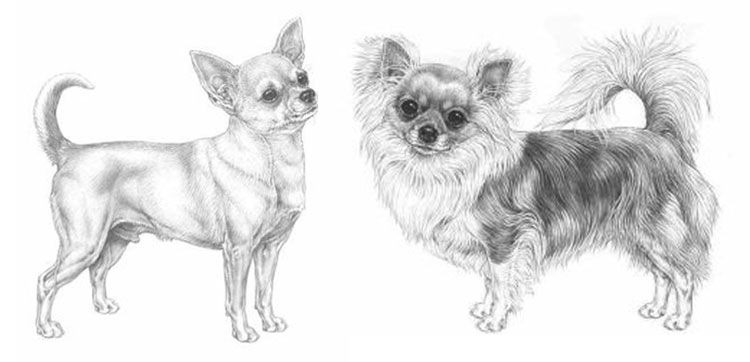 Chihuahueño Chihuahueño