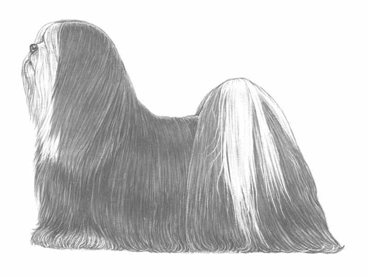 Lhasa Apso