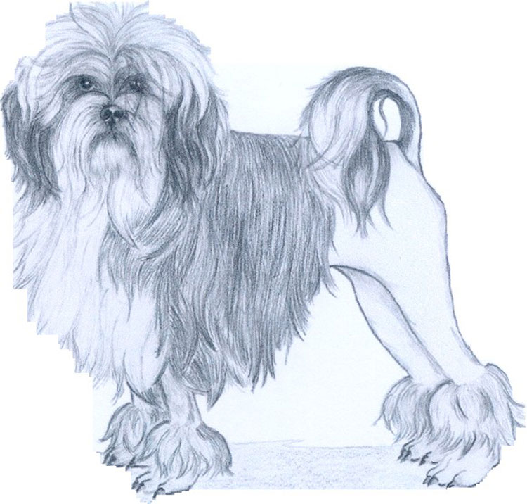 Pequeño Perro León