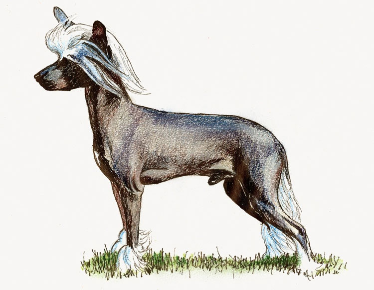 Perro Crestado Chino Perro Crestado Chino