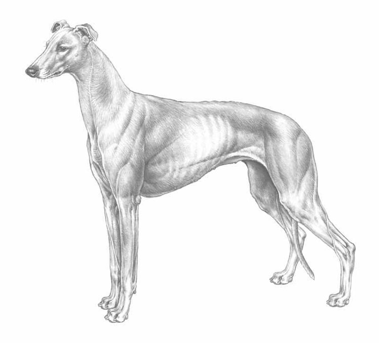Greyhound Greyhound