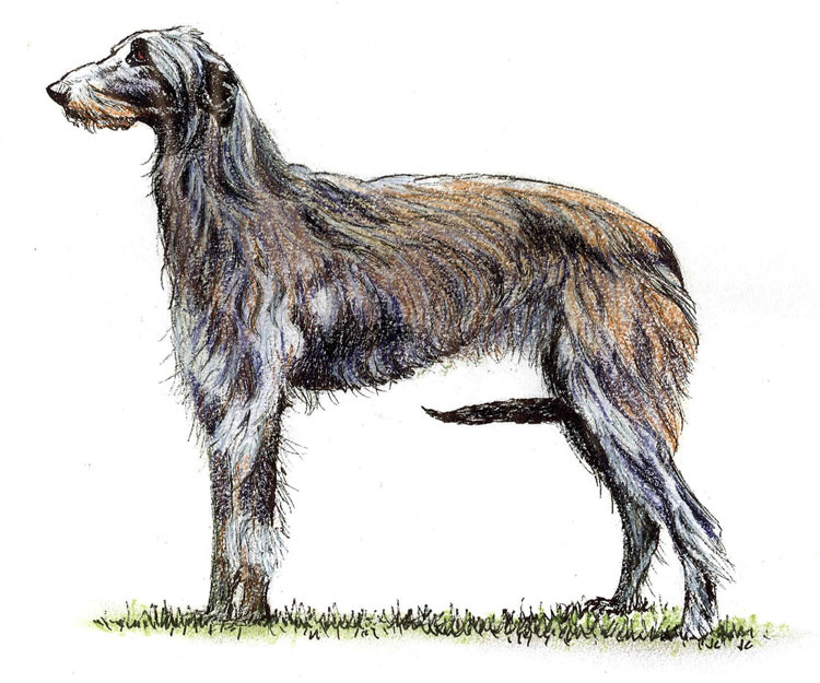 Lebrel Escocés Lebrel Escocés