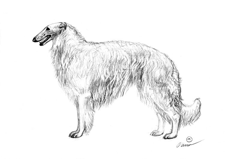 Borzoi Borzoi