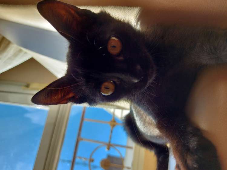 Europeo de Pelo Corto. Hanks  )