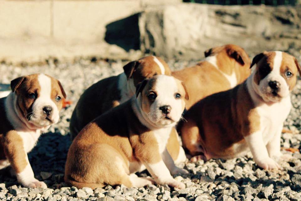 American Staffordshire Terrier. Camada 3ª Generacion.