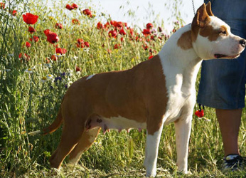 Thunder Bully Tequila-sunrise. American Staffordshire Terrier. Thunder Bully Tequila sunrise. Thunder Bully Tequila-sunrise. American Staffordshire Terrier. Thunder Bully Tequila sunrise.