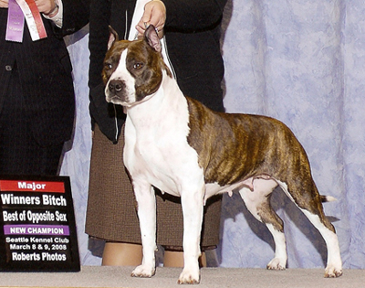 American Staffordshire Terrier. Alpine´s Jamaica Me Crazy Rna.