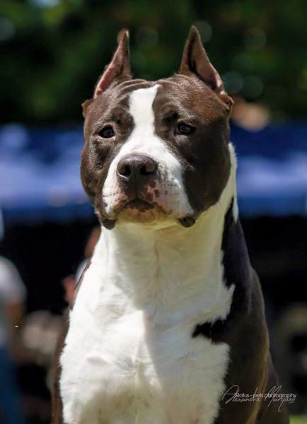 American Staffordshire Terrier. Alea Jacta Est Outlaw.