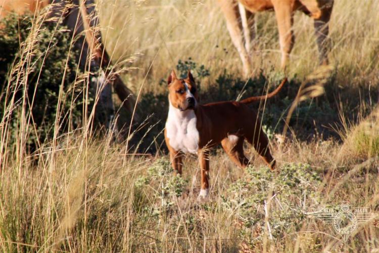 American Staffordshire Terrier. Alea Jacta Est Una Di Noi. .