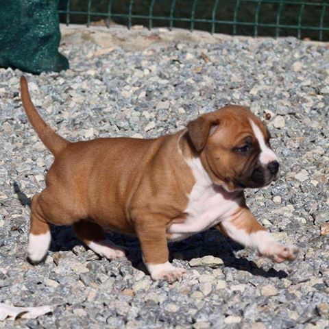 American Staffordshire Terrier. Camada 3ª Generacion.