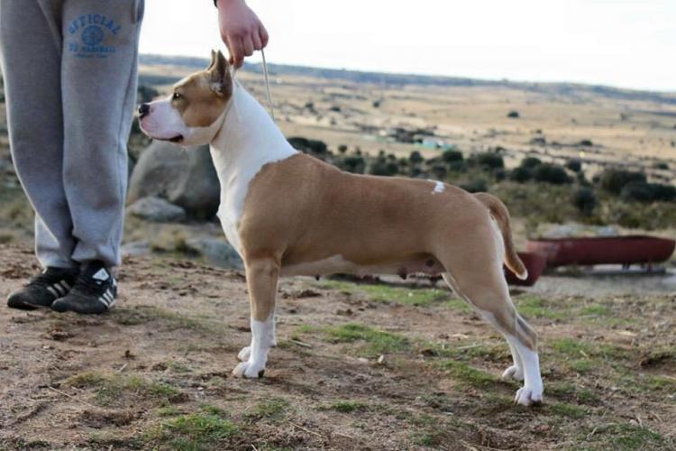 American Staffordshire Terrier. Nivariastaff Winny Of Tara.