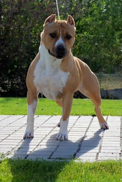 American Staffordshire Terrier. Casanova´s Rumor Has It.