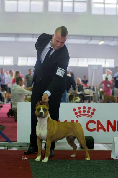 EDS Bruselas 2016 American Staffordshire Terrier. Alea Jacta Est Una Di Noi Benelux Winner