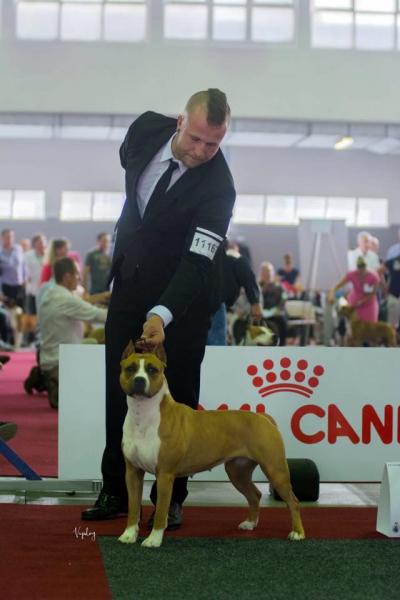 American Staffordshire Terrier. Alea Jacta Est Una Di Noi Benelux Winner American Staffordshire Terrier. Alea Jacta Est Una Di Noi Benelux Winner