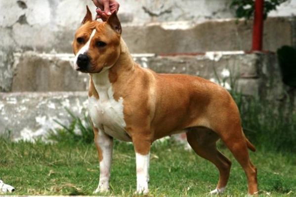 American Staffordshire Terrier. Mystiks One In A Millon.