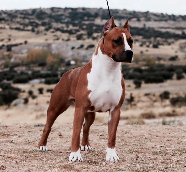 American Staffordshire Terrier. Alea Jacta Est Una Di Noi.