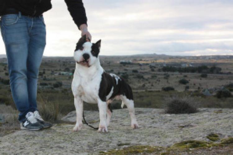 American Staffordshire Terrier. ALEA JACTA EST IRON HEART.