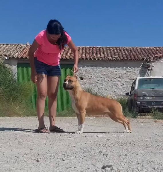 American Staffordshire Terrier. Alea Jacta Est Boom Girl.