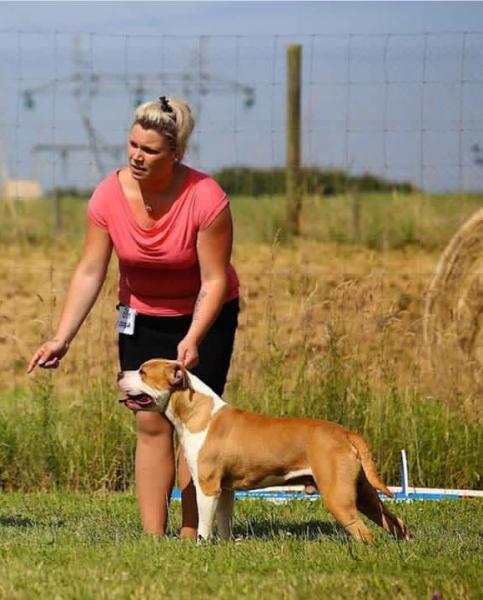 American Staffordshire Terrier. Alea Jacta Esta Only God Can Judge Me Alonzo.