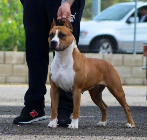 American Staffordshire Terrier. Alea Jacta Est Una Di Noi.