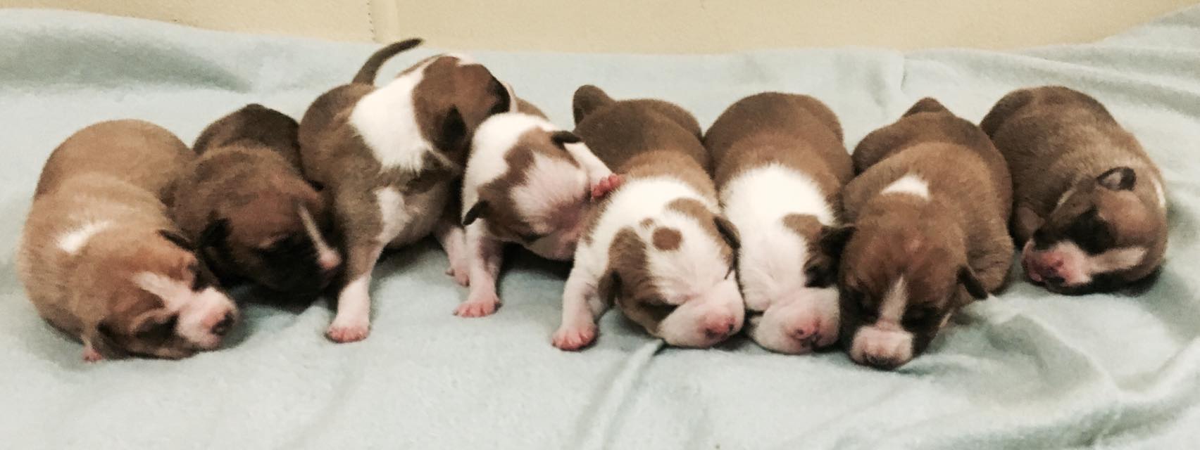 American Staffordshire Terrier. Camada Nueva.