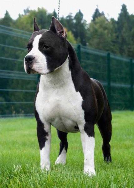 American Staffordshire Terrier. Don King of Ring´s.