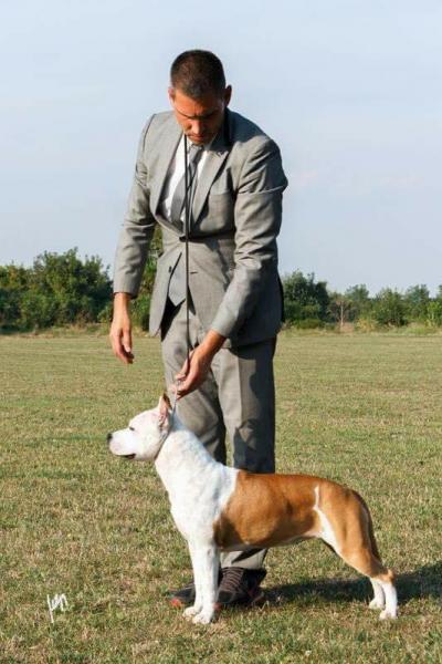 American Staffordshire Terrier. ALEA JACTA EST CELTIBERIA.