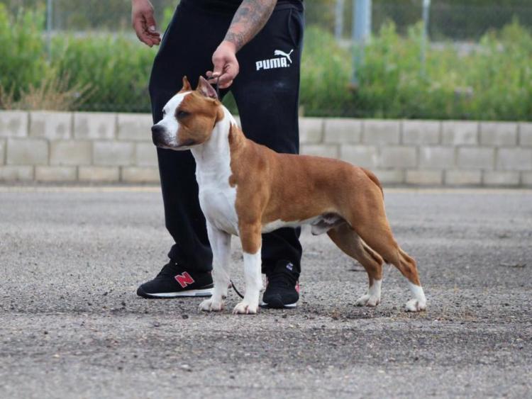 American Staffordshire Terrier. ALEA JACTA EST GOD OF WAR. Exc. 1º CCJ.
