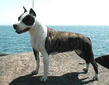 American Staffordshire Terrier. Mystiks Apache In The Wind.