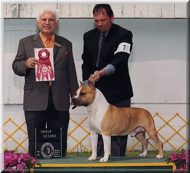 American Staffordshire Terrier. Benmars Ring Master.