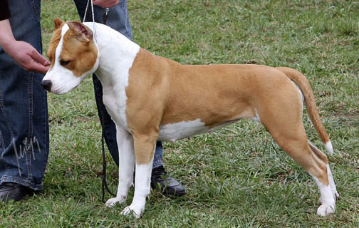 American Staffordshire Terrier. Arizona Of Flight Staff.