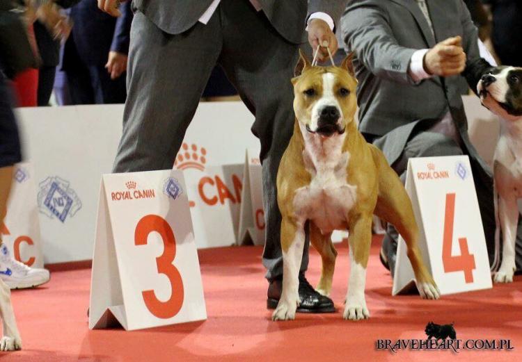 American Staffordshire Terrier. ALEA JACTA EST LOYALTY TO THE RACE.