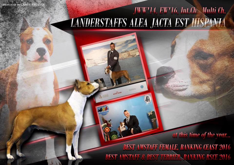 American Staffordshire Terrier. LLanderStaffs Alea Jacta Est Hispania.
