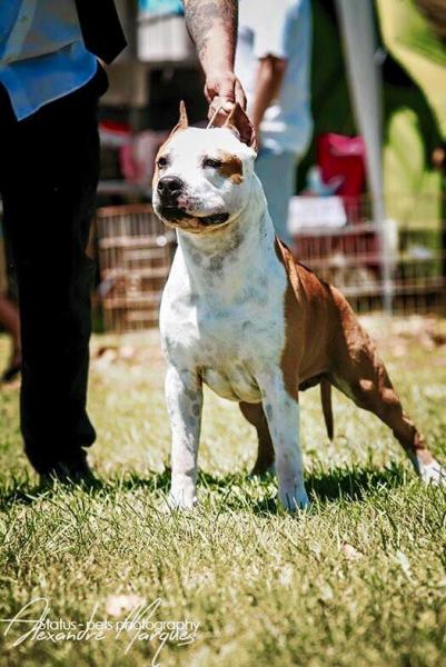 American Staffordshire Terrier. NORTON DE CANS JUANSA.