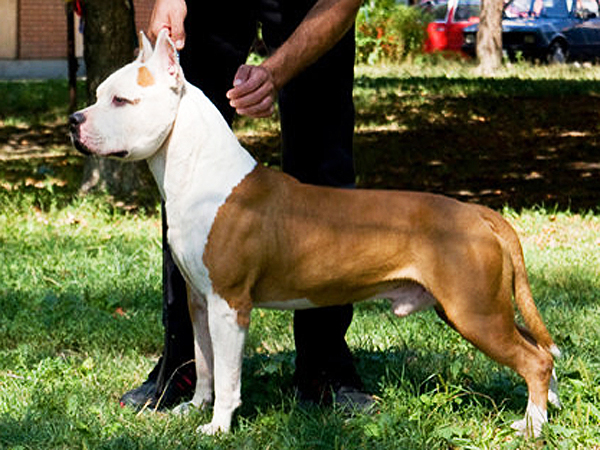 American Staffordshire Terrier. White Head Long Step.