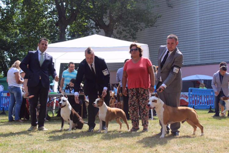 American Staffordshire Terrier. Alea Jacta Est Hispania.