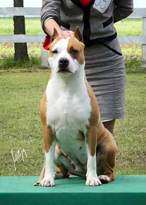 American Staffordshire Terrier.  Ch. Melody Of Flight Staff.