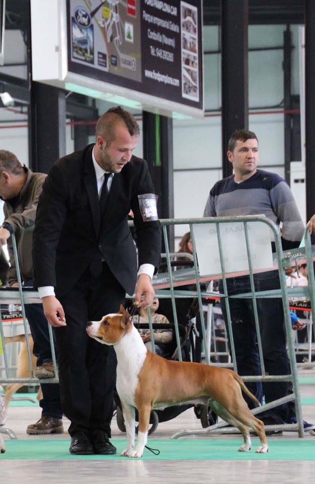 American Staffordshire Terrier. LLanderStaffs Alea Jacta Est Hispania.