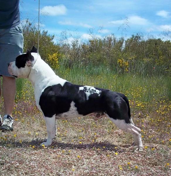American Staffordshire Terrier. ALEA JACTA EST IRON HEART.