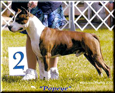 R-u Popeye. American Staffordshire Terrier. R u Popeye. R-u Popeye. American Staffordshire Terrier. R u Popeye.