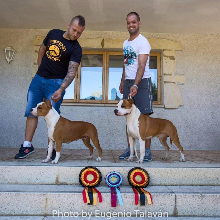American Staffordshire Terrier. Alea Jacta Est Hispania BOS EDS 2016.