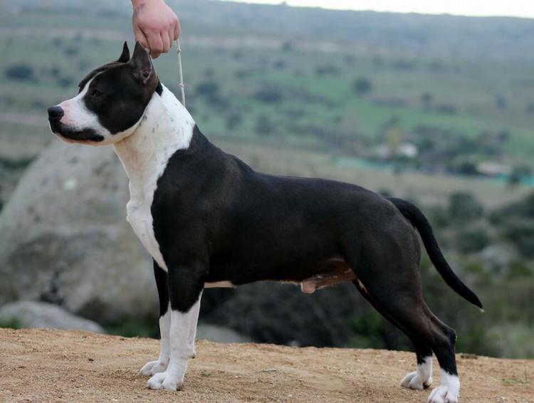 American Staffordshire Terrier. ALEA JACTA EST RAGNAROK.