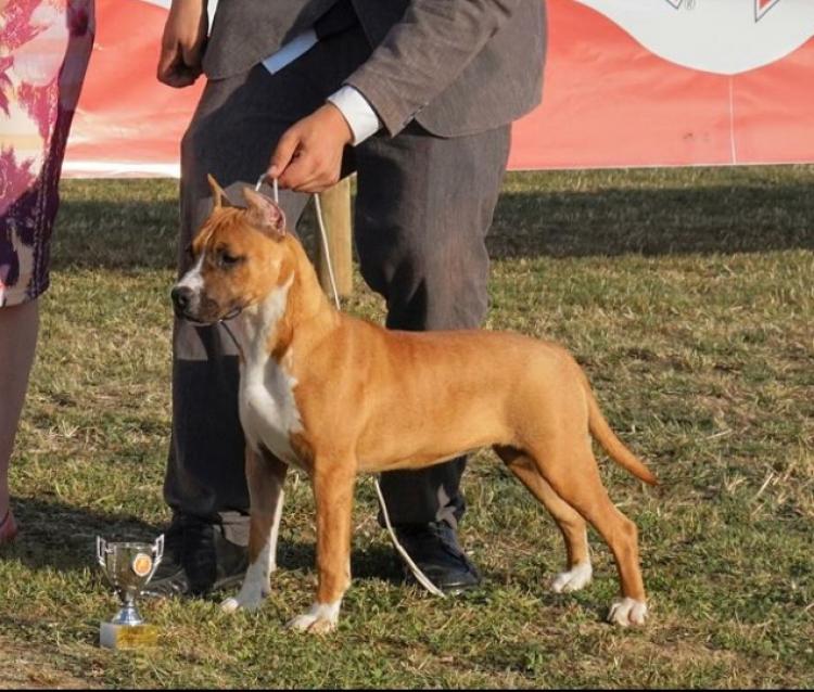American Staffordshire Terrier. KARBALLIDO STAFFS TALK ABOUT ME. .