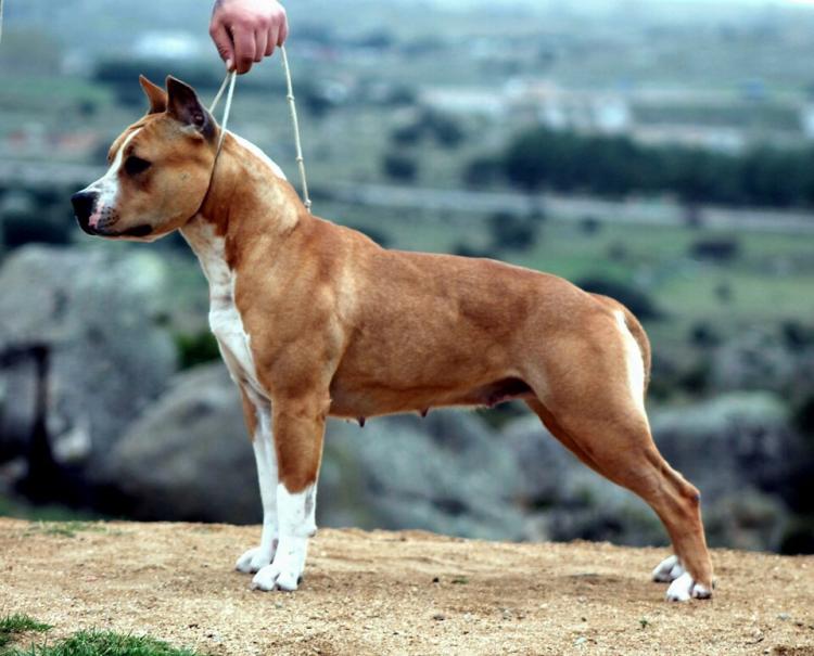American Staffordshire Terrier. ALEA JACTA EST LOYALTY TO THE RACE.