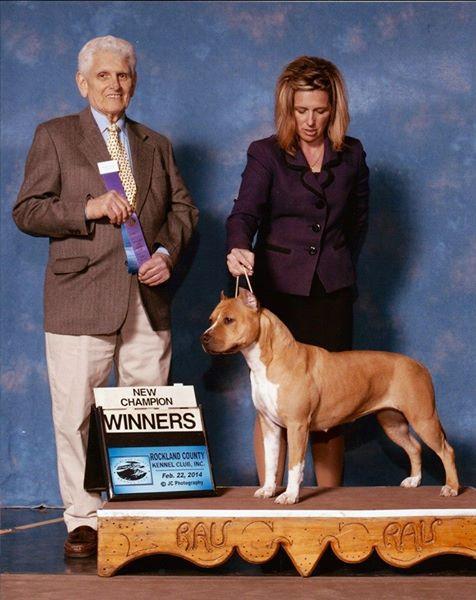 American Staffordshire Terrier. AKC CH CASANOVA S RUMOR HAS IT.